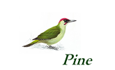 Pine Furniture